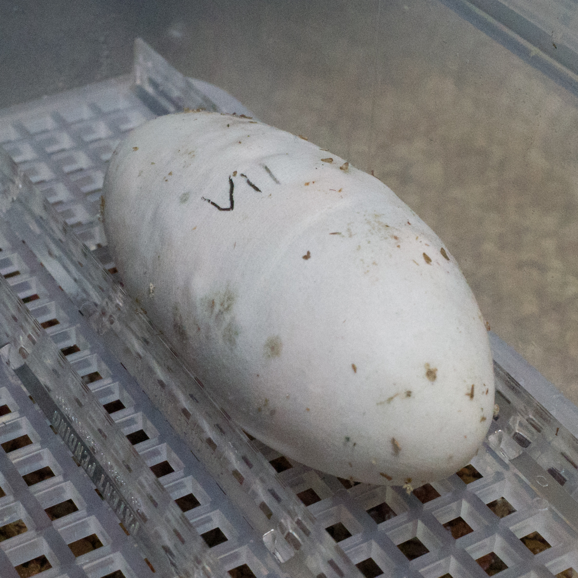 A Gila monster near hatch date
